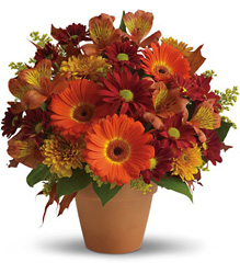 Golden Glow In Waterford Michigan Jacobsen's Flowers